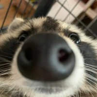 Loki (@lokittlesart) 's Twitter Profile