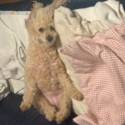 Miita0710's profile picture. 繁殖引退犬のみーちゃん8歳 🏠2022/08/12 🎂2016/07/10