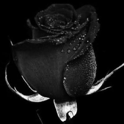 IvyKads's profile picture. Getting on board with an exit clause.

A freelancer 

A Tutor

A Political enthusiast