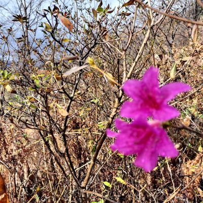 granm1111's profile picture. 🌻看護師/予防医学/🏞️風景🍀草🌹花の鑑賞/歌/韓国語勉強中🇰🇷
公正.公平/真実を追求！