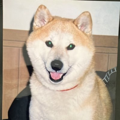 RVKA5dc5aH36075's profile picture. 女性。５８歳。２０２６年の６０歳の誕生日を握力４０で迎えることが目標です。家族の握力トレーニーに触発されました。宜しくお願い致します。