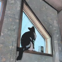 猫辺(nekonabe) (@nekon_abe) 's Twitter Profile