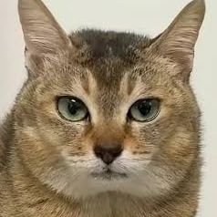 piercedgojira's profile picture. dont mind me im just here for the memes