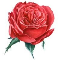 LunaSolidaire's profile picture. 