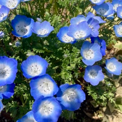 inaka_oyama's profile picture. 