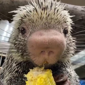 Cincinnati Zoo fan account,unofficial