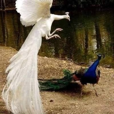 ImrankhanN94343's profile picture. اِیَّاکَ نَعۡبُدُ وَ اِیَّاکَ نَسۡتَعِیۡنُ