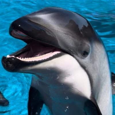 趣味アカウント.#ブラジリアン柔術 🟦青帯 .日常のことや好きな格闘技・柔術のことなど色々呟いてます. 気軽にフォローしてください. こちらも勝手にフォローしてしまいますごめんなさい.下ネタ等もありますごめんなさい. #RIZIN は必ず観ます. ※格闘技は好きですが格オタではないニワカですのでお手柔らかに.