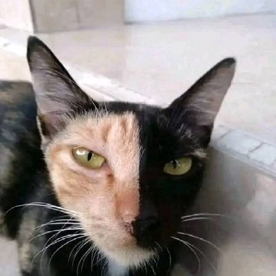 PrastyoABC's profile picture. 