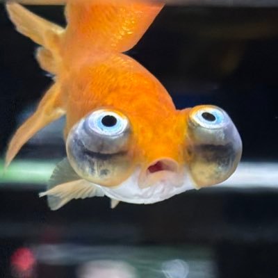 doemunopoemu's profile picture. ぷろどえまー