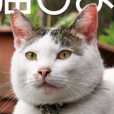 猫びより＠『猫びより』夏号発売中！さんのプロフィール画像