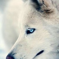 Wes Botton (@wesbotton) 's Twitter Profile