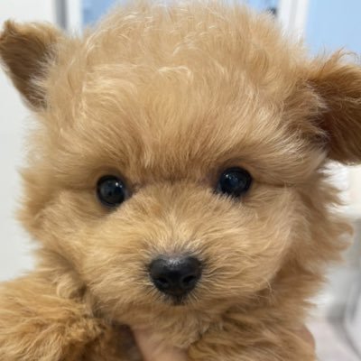 埼玉の病院で、HIS 病院情報システムの管理してる。 ぽめぷーのまるは愛犬。嫁は就労支援Bの施設長、娘は看護師、息子は某大手企業勤務、DMはある程度交流しないと読まないよ。 日本が大好き、日本人でよかった。I'm danger🤣六四天安門、日本が大好きな人たちと繋がりたいな😊 生まれ変わっても日本人がいい。