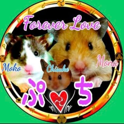 ham26nsr's profile picture. 本垢不明凍結の為こちらの垢復活しましたÜ
🐹動物が好きなハムオタです🐹
ハムスター27匹と暮してますÜ
🔧モデ先ジーシン😎(@banban68174821)🔧モデ先まいろ船長🛥(@mairopukun)🔧モデ先ナァナ(@nana_bdq10)

気まぐれに色んな所で配信してます
(不定期)