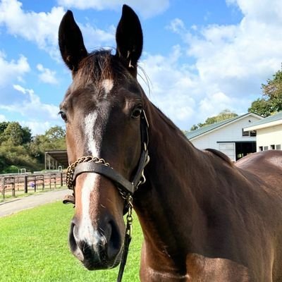 プロレス / ラーメン 🍜 / 野球 ⚾ / 花 🌺 / 最近、競馬 🐎🏎️ が好きになりました。
一緒に幸せな思い出を作りましょう 💐🍾🥂
気軽にフォローしてください。