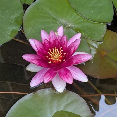 o_byto_ri's profile picture. 北九州在住。
ジョセーブ