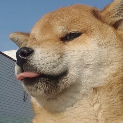 ぞーさんのプロフィール画像