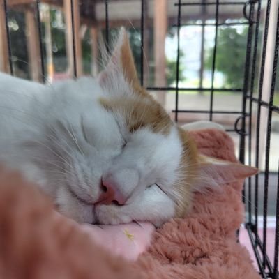 愛知県春日井市にて、地域ねこが健康で穏やかに過ごせるよう活動している集まり🐈TNRや譲渡会を行っています🐾
里親募集中のねこや譲渡会情報などを発信😊ご寄付: 東濃信用金庫 小野支店 | 店番 045 | 普通 口座番号1024217 | カスガイチイキネコノカイ😀中の人は非ねこ飼い😸応募はDMにて受け付けます