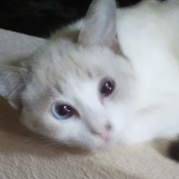 ひかる (@kwozlxoplnintfl) 's Twitter Profile