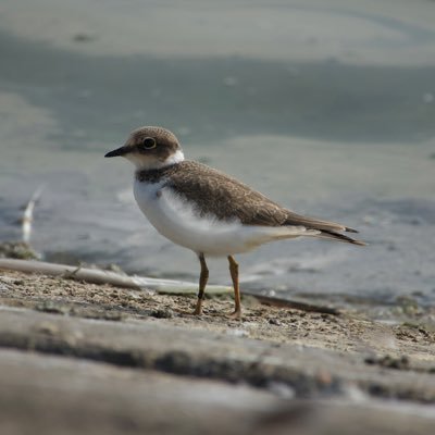 Stanford Birder Profile