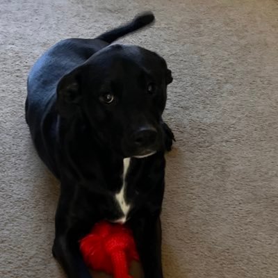 forthedawgs111's profile picture. 