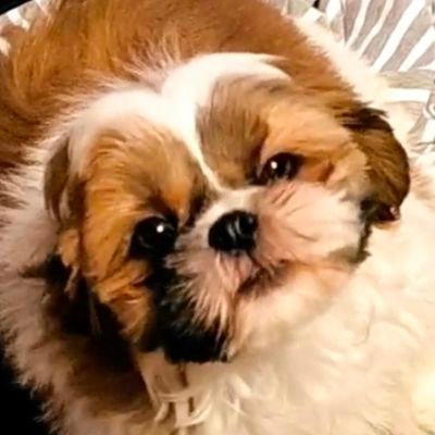 Irori_lord0207's profile picture. シーズーの男の子 【囲炉裏】
2024/2/7に誕生🐾
殿のように崇められすくすく成長中🐶
鼻ぺちゃ獅子狗