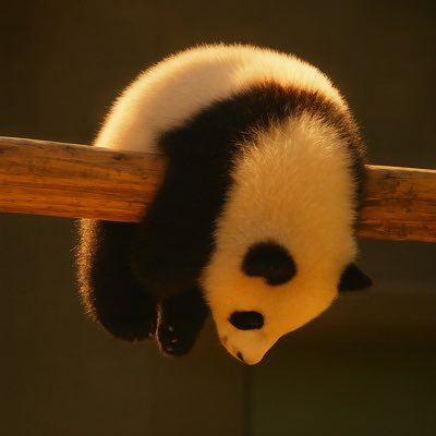 mawgwhy's profile picture. 