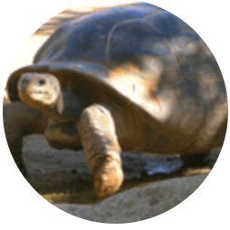 Personal Ideas🐢Not a financial advisor!10k to 1 mill challenge! 6/20=710k!I am a swing trader=news hits=stock runs=I will sell! dm me for discord live trading