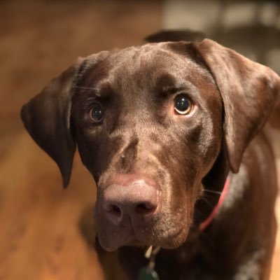 buckethatballo's profile picture. 