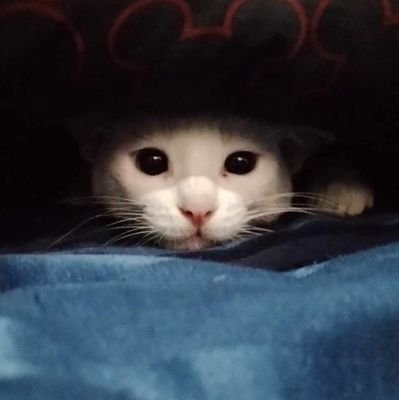 ririveem's profile picture. to live will be an awfully big adventure