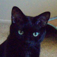 ~(=^‥^)ノ (@catgrassie) 's Twitter Profile Photo ~(=^‥^)ノ (@catgrassie) 's Twitter Profile Photo