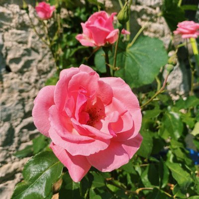 adeltld's profile picture. 