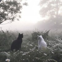 YinSeol. (@aleansrev15943) 's Twitter Profile
