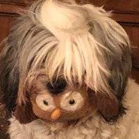 Figgy (@ivyvic18) 's Twitter Profile