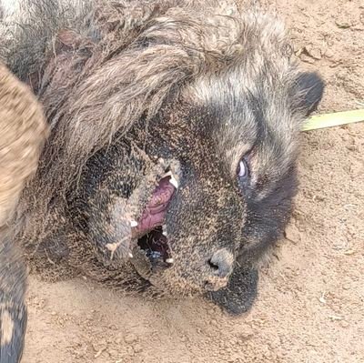 roshal39303049's profile picture. Natura duce errari nullo modo potest.