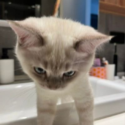 Gulayy1343's profile picture. 