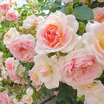 S7440697311460's profile picture. 要介護1の父を要介護2（仮）が世話をしながら生活保護以下の年金で生きる世界。