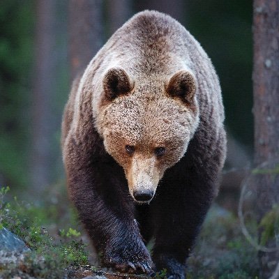Nature and Polar wildlife Photographer. Passionate about the natural world.