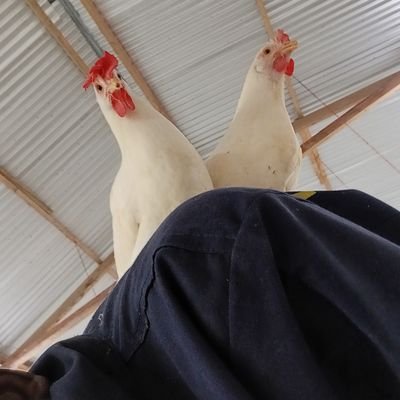 Farm Portfolio ( Poultry, Turkey, Ducks Pigs, Cows, Mango,Coconut) vegetables on trial face. Goats incoming...