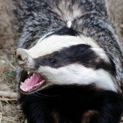 Whiffles through the tulgey wood. Gay lefty type. Not a serf, not a terf. He/him. @badgerati on 🟦🌥