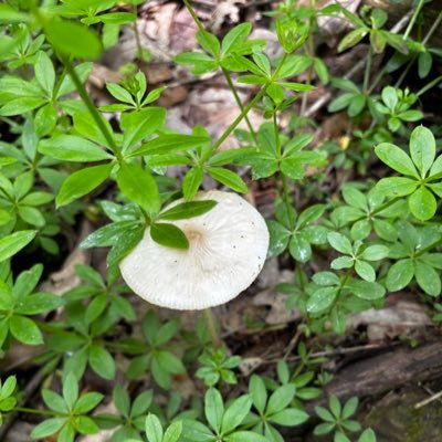 little_sar29777's profile picture. just a regular white girl