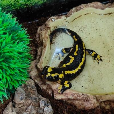 DaveF73's profile picture. Life long LFC fan
vote Reform uk