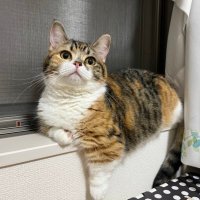 ありにゃ🐈⟡.·*. (@anyaanya2539) 's Twitter Profile Photo ありにゃ🐈⟡.·*. (@anyaanya2539) 's Twitter Profile Photo