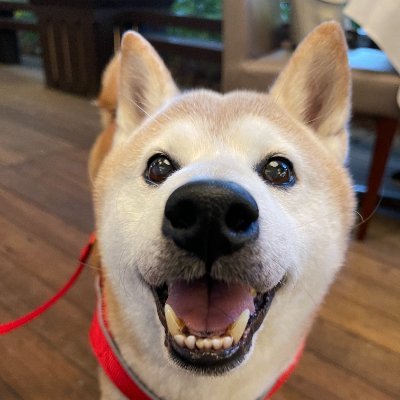女性起業家育成プログラム「Female Founders Door」1期生。シニア犬🐕との暮らしで見えた課題から、夜鳴きや「グル活(グルグル回り続ける行動)」に勤しむ🐶&飼い主さんに優しいサービスを届ける為に奮闘中🚀シニア犬に関するアンケート実施中🐾1分で回答できます!ご協力お願いします✨#ffd#ffd001