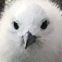ryn 2 (@malicemage) 's Twitter Profile Photo