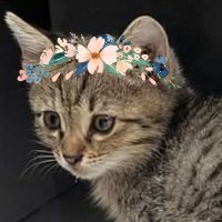 persian cat (@mamacat1989) 's Twitter Profile