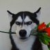 dumb husky (@pphaideii) Twitter profile photo dumb husky (@pphaideii) Twitter profile photo