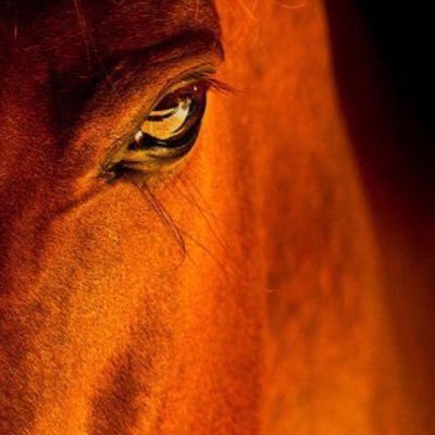 alhajoo's profile picture. يارب...