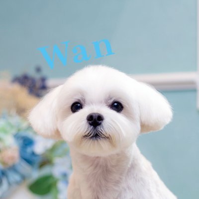 出版社*緑書房・季刊「Wan」のアカウントです。創刊から43年目を迎える愛犬雑誌で、愛犬家向けの気になる情報を発信しています!4月号の特集は「愛犬ともっとココロを通わせたい!」🙌全国書店やAmazon・楽天ブックスで発売中です♪
#愛犬雑誌wan #Wan