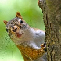 flyingsquirrel123 (@f1yingsquirrel1) 's Twitter Profile